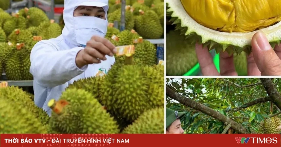 Không mở rộng diện tích sầu riêng; tập trung nâng cao năng suất, chất lượng Không mở rộng diện tích sầu riêng; tập trung nâng cao năng suất, chất lượng