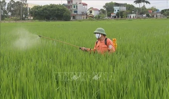 Kiểm soát thuốc bảo vệ thực vật để nâng chuẩn nông sản xuất khẩu