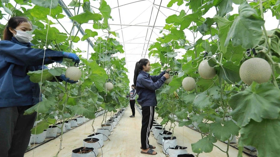 Kiến tạo môi trường kinh doanh thuận lợi và hỗ trợ các hợp tác xã phát triển bền vững Kiến tạo môi trường kinh doanh thuận lợi và hỗ trợ các hợp tác xã phát triển bền vững