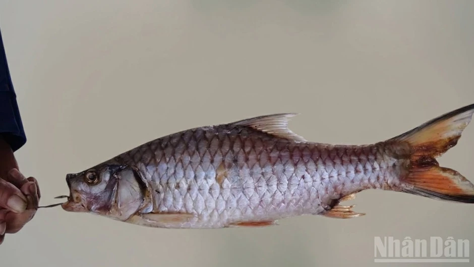 Kỳ lạ loài cá ngựa sông