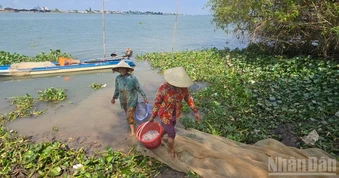 Kỳ lạ loài cá ngựa sông