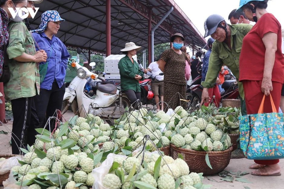 Kỳ vọng mở đường cho nông nghiệp công nghệ cao từ thủ phủ na Chi Lăng Kỳ vọng mở đường cho nông nghiệp công nghệ cao từ thủ phủ na Chi Lăng