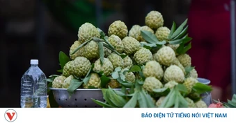 Kỳ vọng mở đường cho nông nghiệp công nghệ cao từ thủ phủ na Chi Lăng