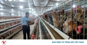 Làm chủ công nghệ và liên kết chuỗi: “Vaccine” đặc hiệu cho ngành chăn nuôi