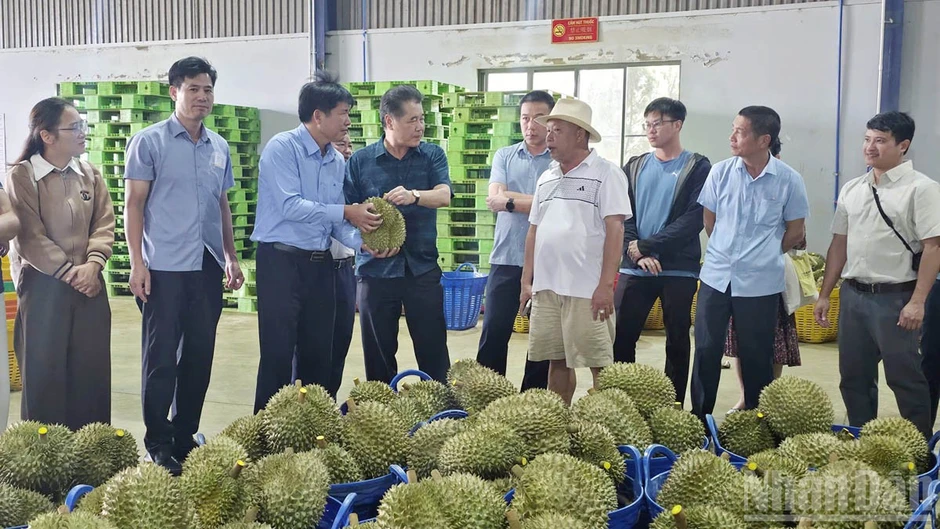 Lâm Đồng: Chia sẻ thực tiễn về quản lý vùng trồng hướng đến mở rộng thị trường xuất khẩu nông sản