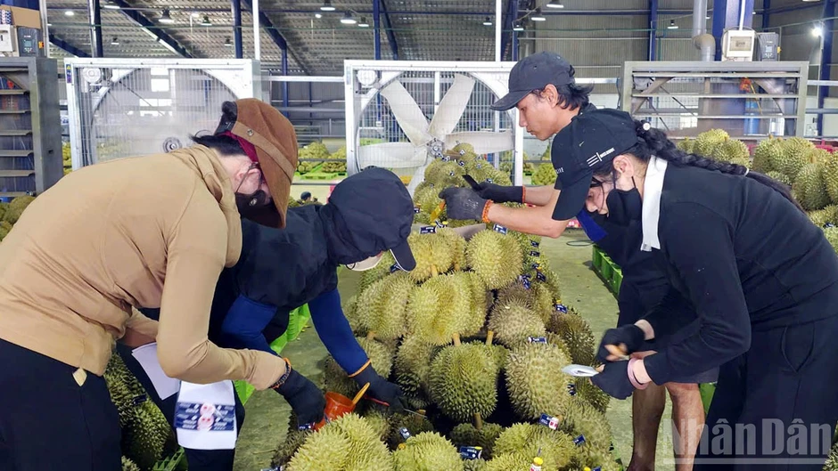 Lâm Đồng: Chia sẻ thực tiễn về quản lý vùng trồng hướng đến mở rộng thị trường xuất khẩu nông sản