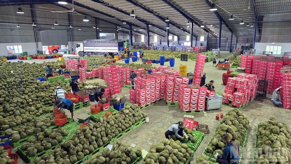 Lâm Đồng: Chia sẻ thực tiễn về quản lý vùng trồng hướng đến mở rộng thị trường xuất khẩu nông sản