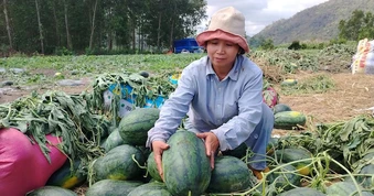 Lâm Đồng kêu gọi các chợ, siêu thị 'giải cứu' dưa hấu Gia Lai