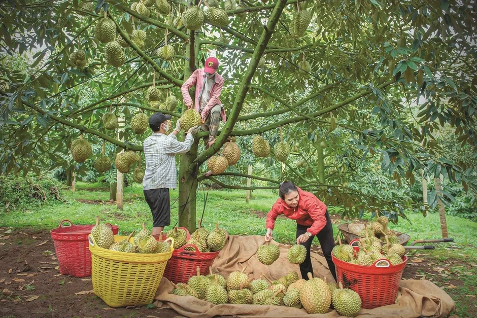 Lâm Đồng siết quản lý mã số vùng trồng sầu riêng xuất khẩu Lâm Đồng siết quản lý mã số vùng trồng sầu riêng xuất khẩu