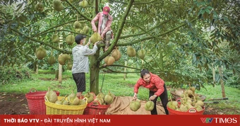 Lâm Đồng siết quản lý mã số vùng trồng sầu riêng xuất khẩu
