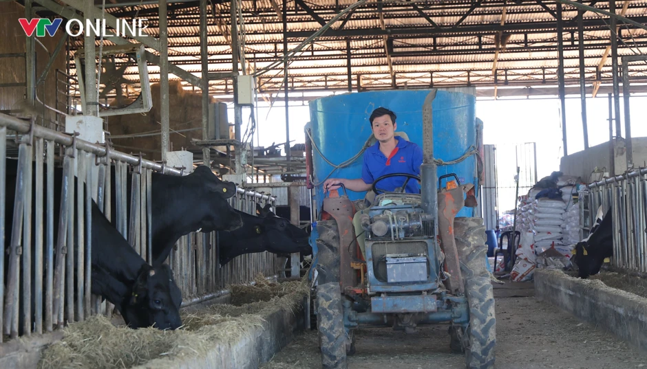 Lâm Đồng tái thiết chăn nuôi bò sữa theo hướng bền vững Lâm Đồng tái thiết chăn nuôi bò sữa theo hướng bền vững