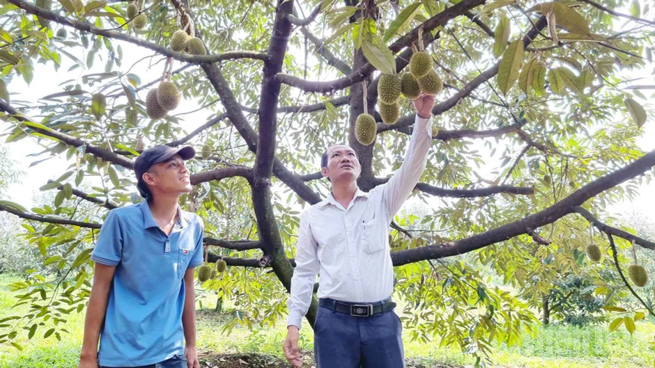 Lâm Đồng tăng cường quản lý vùng trồng, cơ sở đóng gói phục vụ xuất khẩu sầu riêng Lâm Đồng tăng cường quản lý vùng trồng, cơ sở đóng gói phục vụ xuất khẩu sầu riêng