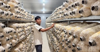 Lâm Đồng: Xã La Dạ mở lớp trồng nấm cho nông dân