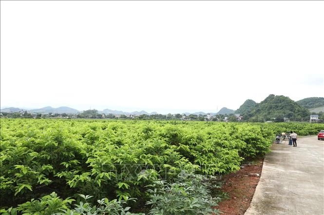 Làm giàu từ cây na ở vùng cao Làm giàu từ cây na ở vùng cao