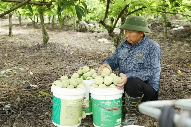 Làm giàu từ cây na ở vùng cao Làm giàu từ cây na ở vùng cao