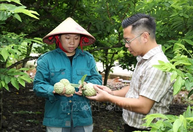 Làm giàu từ cây na ở vùng cao Làm giàu từ cây na ở vùng cao