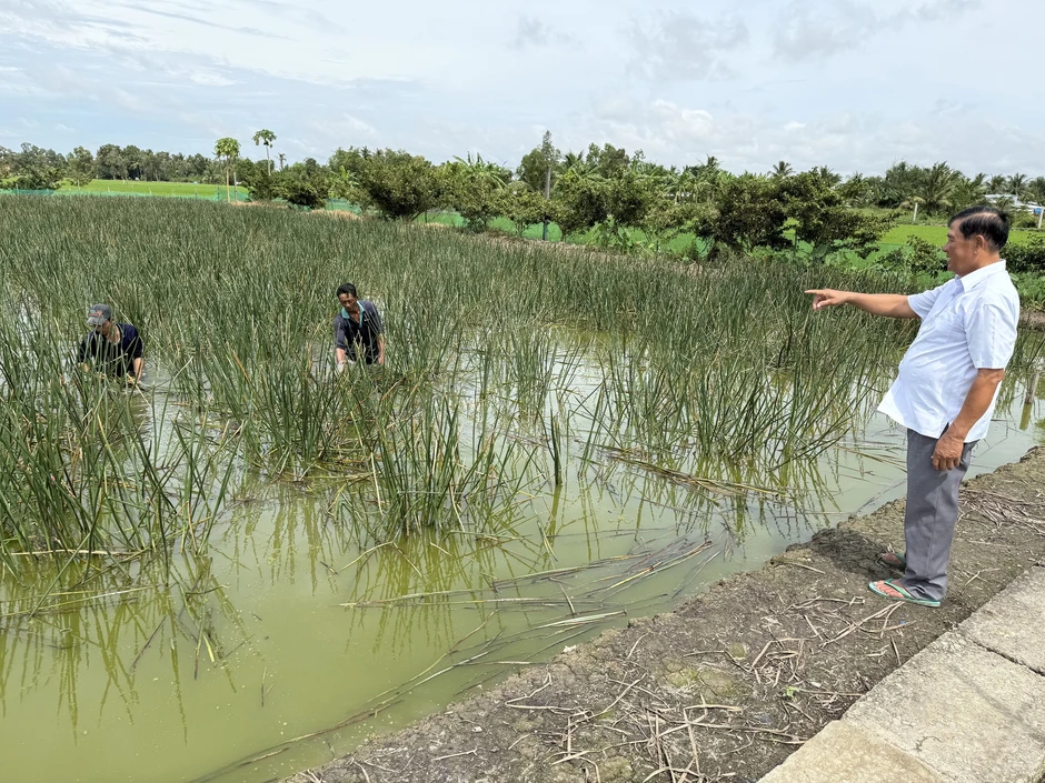 Làm giàu từ 'cỏ dại' ở vùng đất phèn mặn Làm giàu từ 'cỏ dại' ở vùng đất phèn mặn