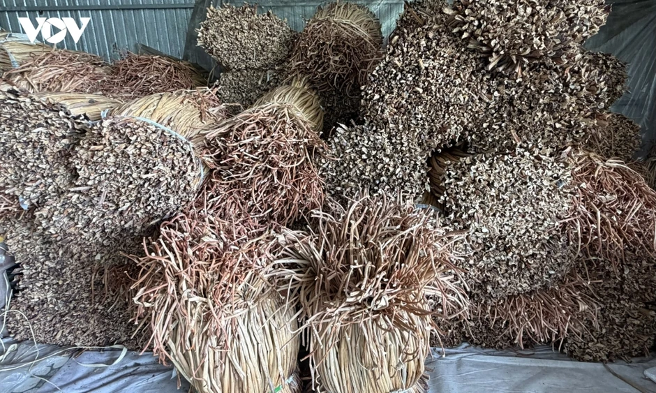 Làm giàu từ cọng lục bình trôi nổi