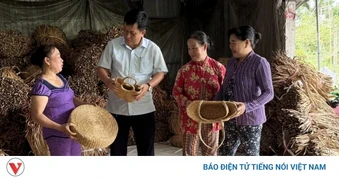 Làm giàu từ cọng lục bình trôi nổi