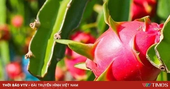 Làm rõ thông tin về tần suất kiểm tra một số nông sản Việt Nam tại thị trường EU