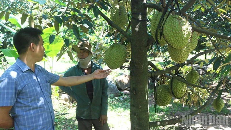 Lâm Sơn đánh thức tiềm năng phát triển Lâm Sơn đánh thức tiềm năng phát triển