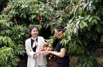 Lan tỏa mạnh thương hiệu vải thiều trên các nền tảng số