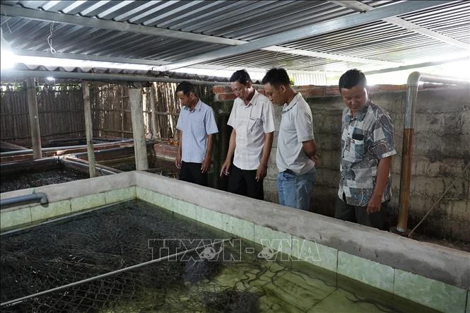 Lao đao vì hơn 100 tấn lươn thương phẩm không có đầu ra Lao đao vì hơn 100 tấn lươn thương phẩm không có đầu ra