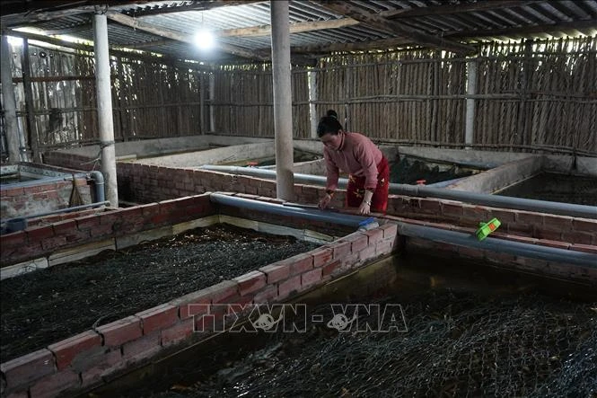 Lao đao vì hơn 100 tấn lươn thương phẩm không có đầu ra Lao đao vì hơn 100 tấn lươn thương phẩm không có đầu ra
