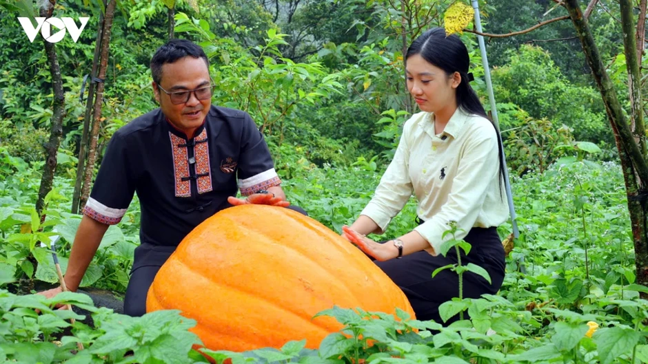 Lên biên giới xem bí ngô khổng lồ ở Hoành Mô Lên biên giới xem bí ngô khổng lồ ở Hoành Mô