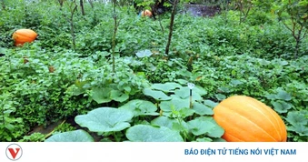 Lên biên giới xem bí ngô khổng lồ ở Hoành Mô
