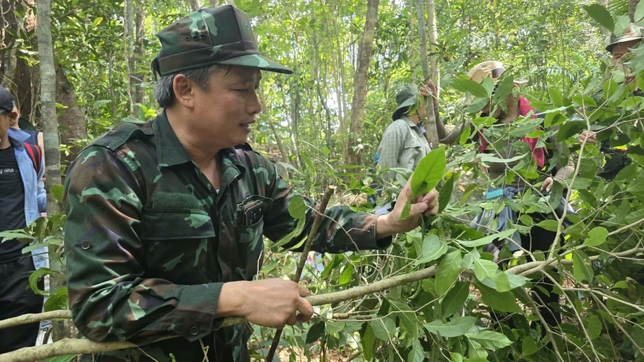 Lên phương án bảo tồn rừng trà cổ hàng trăm năm tuổi trên núi Hòn Chảo ở Đắk Lắk