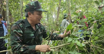Lên phương án bảo tồn rừng trà cổ hàng trăm năm tuổi trên núi Hòn Chảo ở Đắk Lắk