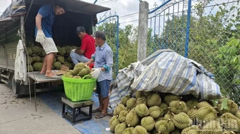 Lệnh 280: “Cuộc chơi” không dành cho nông hộ nhỏ lẻ