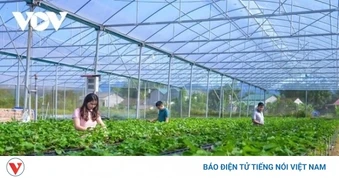 Liên kết hợp tác xã - doanh nghiệp: Cần một cơ chế hợp đồng dài hạn