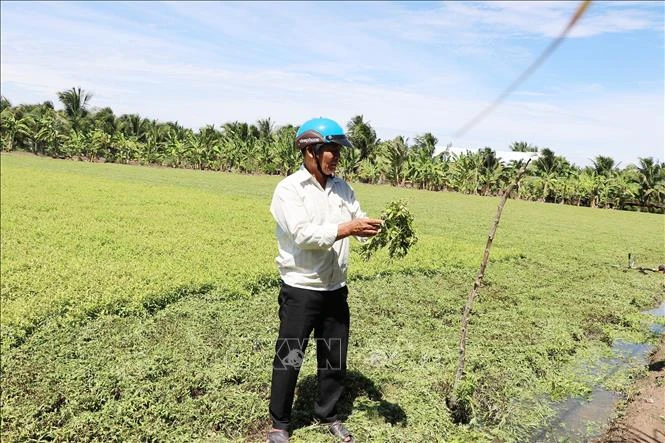Liên quan hoa màu tại Đồng Tháp bị vàng lá: Ước thiệt hại khoảng 20 tỷ đồng Liên quan hoa màu tại Đồng Tháp bị vàng lá: Ước thiệt hại khoảng 20 tỷ đồng