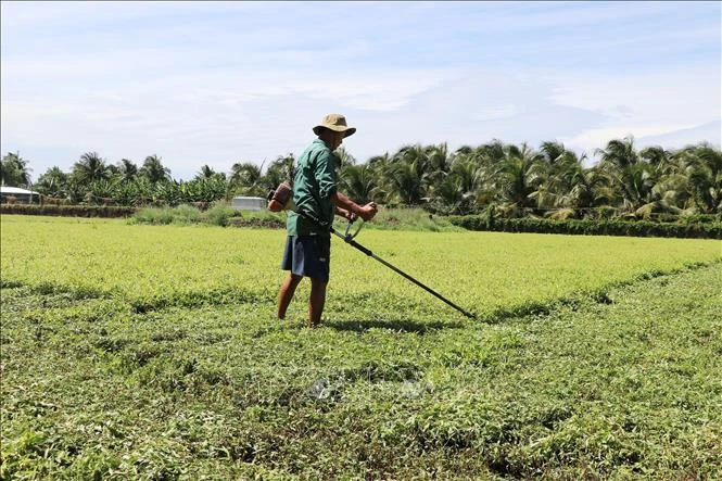 Liên quan hoa màu tại Đồng Tháp bị vàng lá: Ước thiệt hại khoảng 20 tỷ đồng Liên quan hoa màu tại Đồng Tháp bị vàng lá: Ước thiệt hại khoảng 20 tỷ đồng
