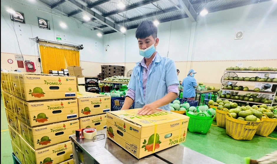 Lợi thế đặc biệt của bưởi Việt Nam xuất khẩu Trung Quốc Lợi thế đặc biệt của bưởi Việt Nam xuất khẩu Trung Quốc