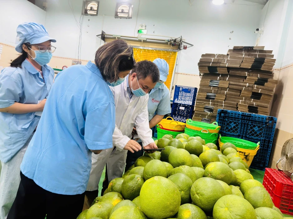 Lợi thế đặc biệt của bưởi Việt Nam xuất khẩu Trung Quốc Lợi thế đặc biệt của bưởi Việt Nam xuất khẩu Trung Quốc