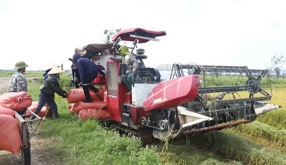 Lúa được mùa, giá xuống thấp, nông dân Hà Tĩnh chật vật tìm đầu ra