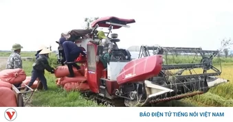 Lúa được mùa, giá xuống thấp, nông dân Hà Tĩnh chật vật tìm đầu ra
