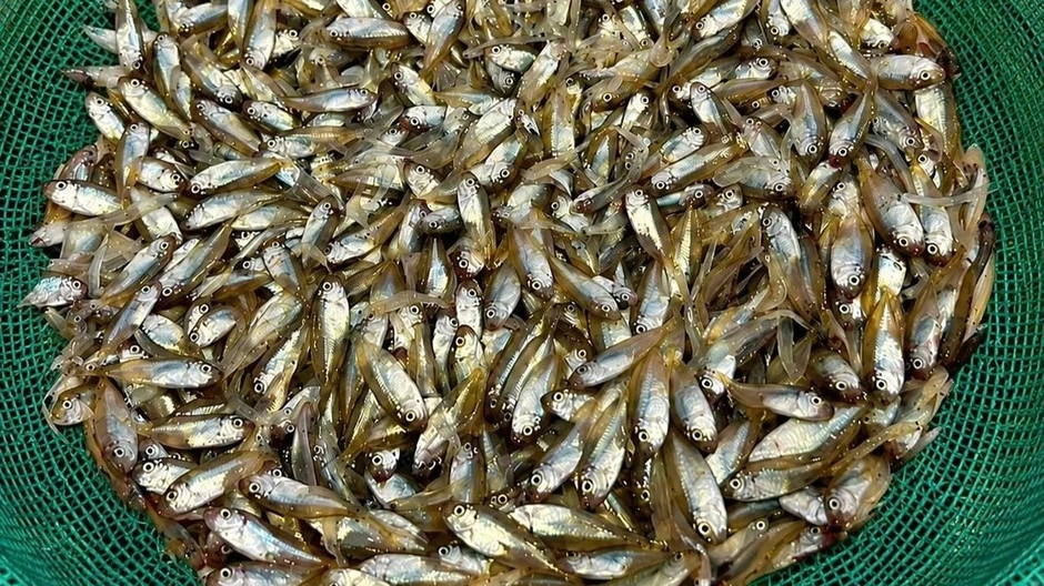 Lý Sơn khuyến cáo không khai thác cá kình non Lý Sơn khuyến cáo không khai thác cá kình non