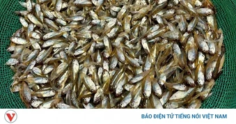 Lý Sơn khuyến cáo không khai thác cá kình non