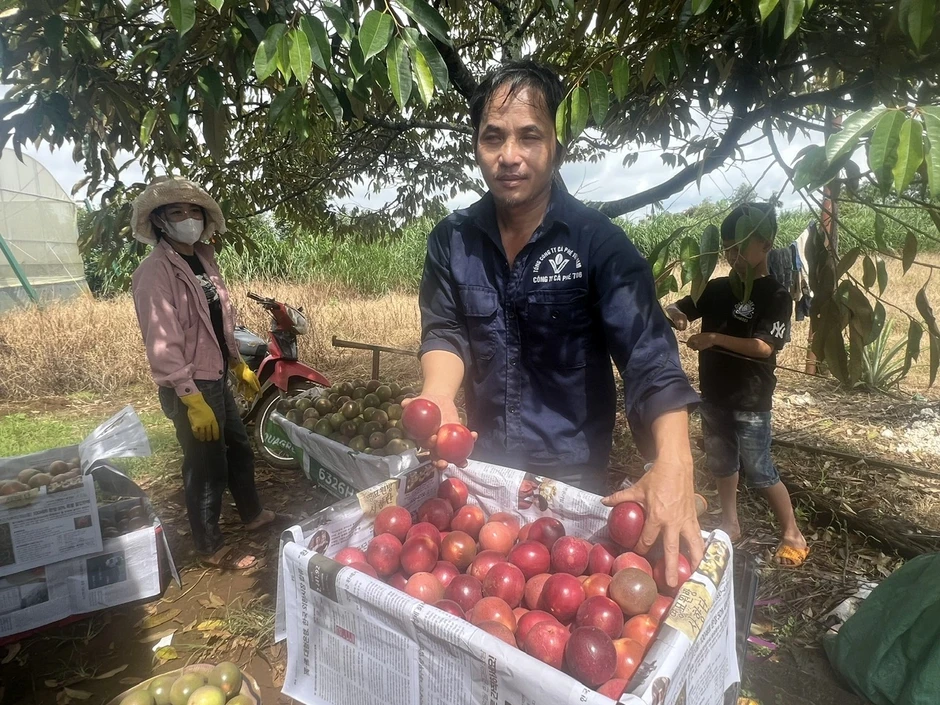 Mã số vùng trồng đưa nông sản Gia Lai chinh phục thị trường tỉ đô Mã số vùng trồng đưa nông sản Gia Lai chinh phục thị trường tỉ đô