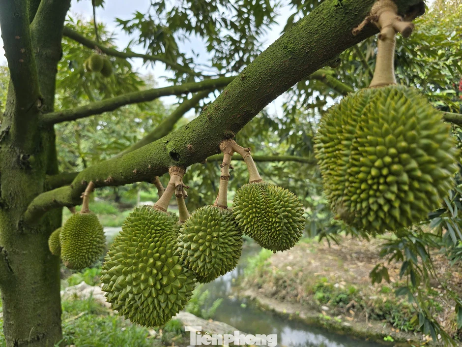 Mã số vùng trồng sầu riêng: Cách nào tránh cảnh 'cha chung không ai khóc'?