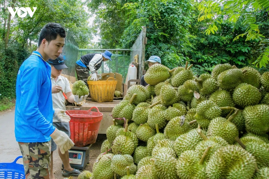 Mã số vùng trồng sầu riêng - “tấm hộ chiếu” bị đánh cắp Mã số vùng trồng sầu riêng - “tấm hộ chiếu” bị đánh cắp