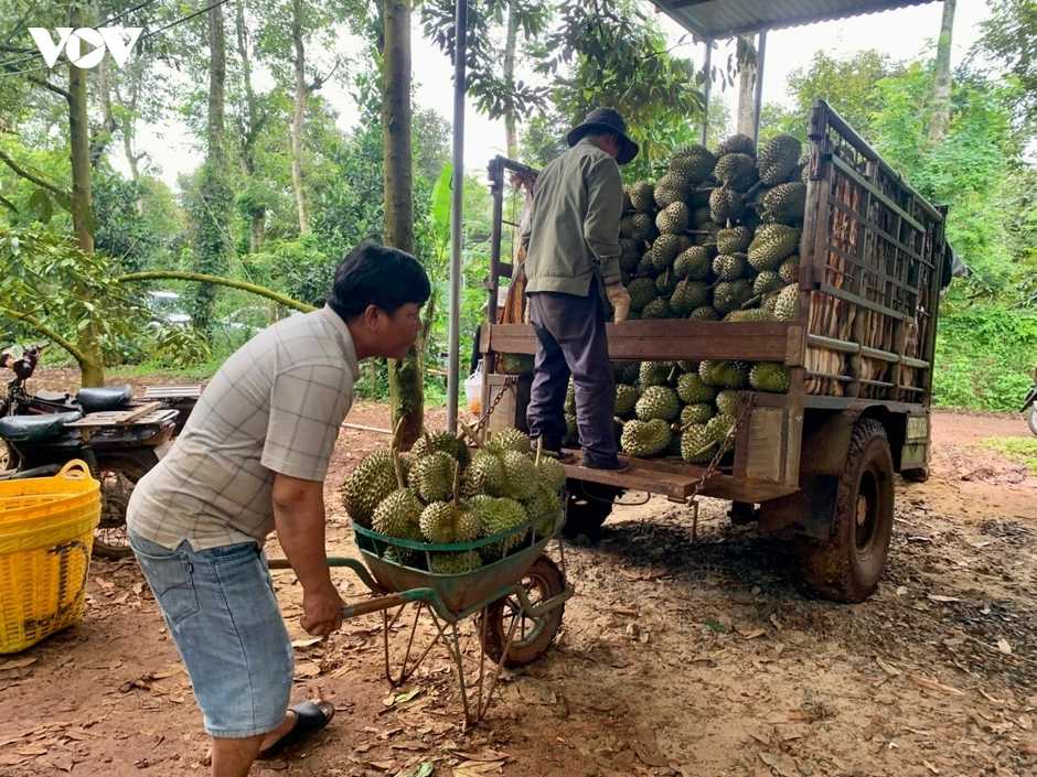 Mã số vùng trồng sầu riêng - “tấm hộ chiếu” bị đánh cắp Mã số vùng trồng sầu riêng - “tấm hộ chiếu” bị đánh cắp