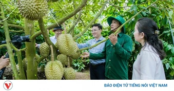 Mã số vùng trồng sầu riêng - “tấm hộ chiếu” bị đánh cắp