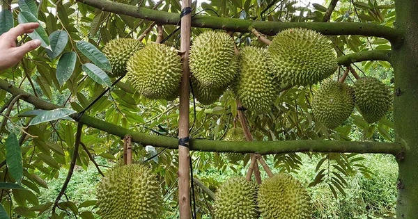 Mã số vùng trồng - “Tấm hộ chiếu” đưa nông sản Việt vươn xa Mã số vùng trồng - “Tấm hộ chiếu” đưa nông sản Việt vươn xa
