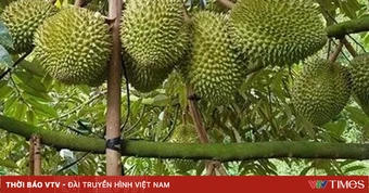 Mã số vùng trồng - “Tấm hộ chiếu” đưa nông sản Việt vươn xa