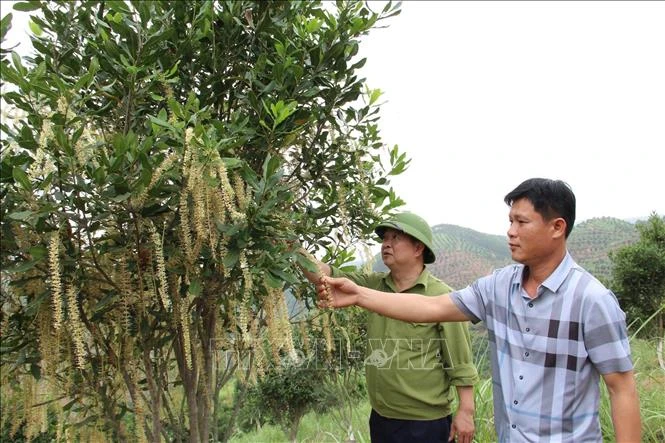 Mắc ca sẽ thành cây trồng chủ lực ở Lạng Sơn Mắc ca sẽ thành cây trồng chủ lực ở Lạng Sơn